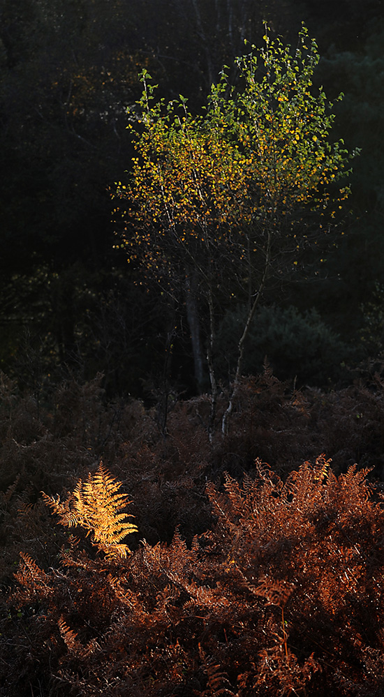 Autumn Birch and Bracken, Half Moon Common